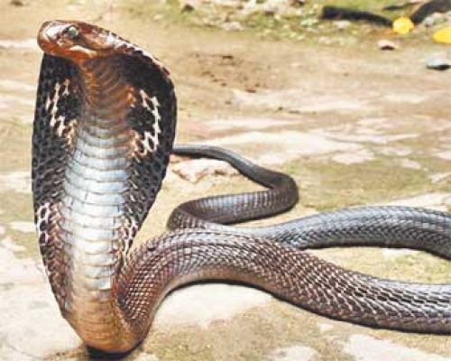 सांपों के पैर क्यों नहीं होते