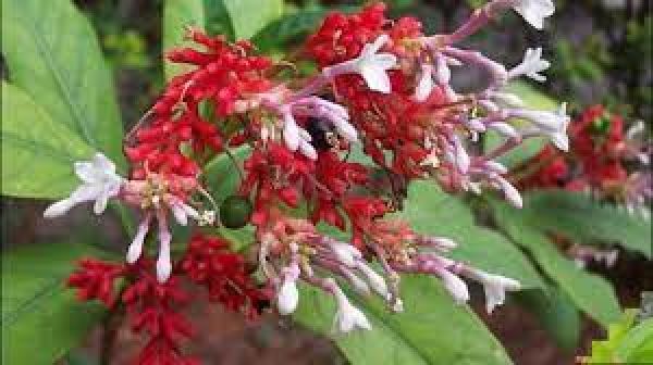 एक औषधीय पौधा सर्पगंधा