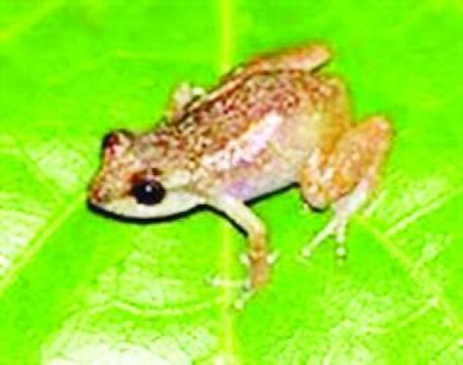 दुनिया का सबसे छोटा मेंढक़