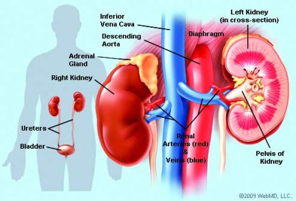 गैस से किडनी के ट्यूमर का इलाज