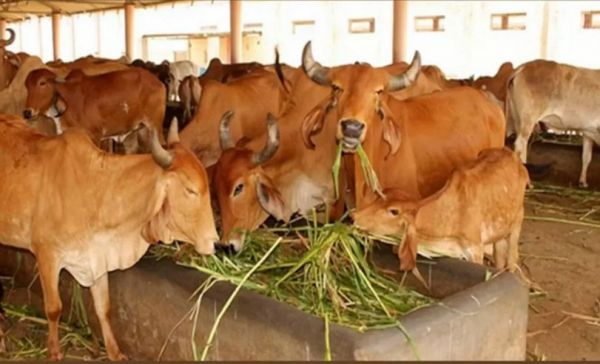 नशाबंदी-जीवदया : भारत बेमिसाल