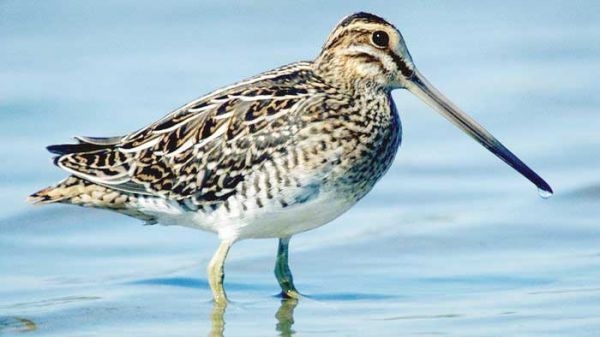 चाहा पक्षी