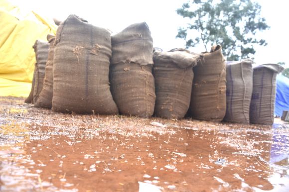 खरीदी केन्द्रों में धान भींगा, आधा दर्जन कलेक्टरों को नोटिस