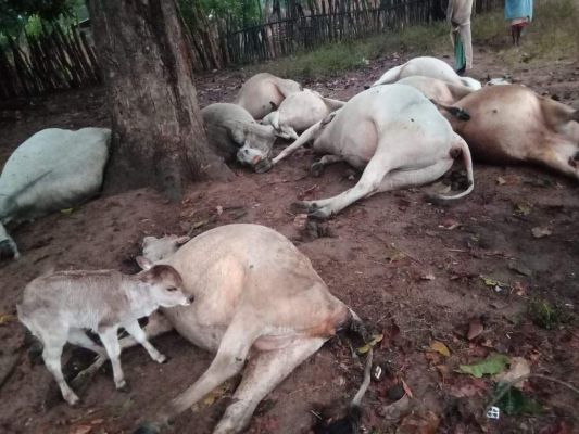 गाज से 13 मवेशियों की मौत