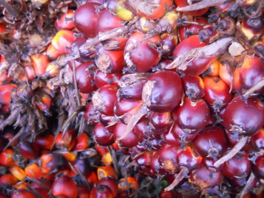 क्या है पाम ऑयल