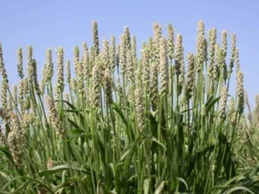 ईसबगोल क्या है