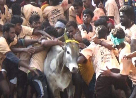 जल्लीकट्टू विजेता को तमिलनाडु सीएम द्वारा प्रायोजित कार मिलेगी
