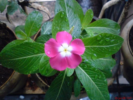 औषधीय गुणों से भरपूर सदासुहागिन