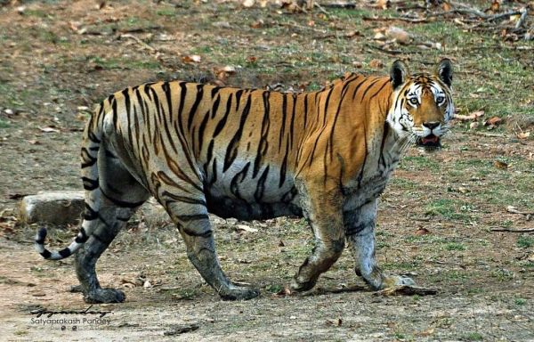 30 शावकों को जन्म देने वाली पेंच टाइगर रिजर्व की सुपर मॉम ने ली आखिरी सांस