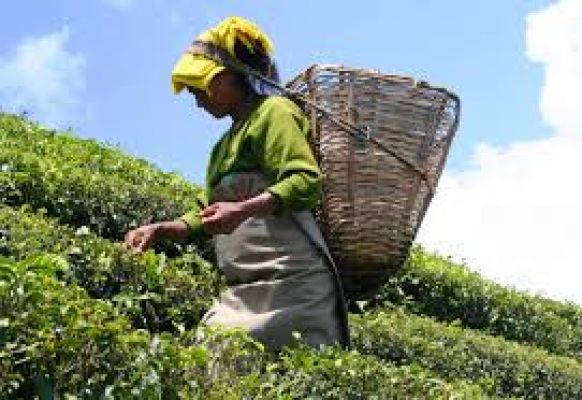 टेमी चाय