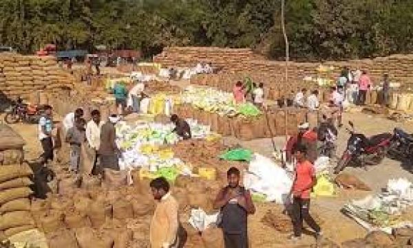 राज्य में अब तक 71.37 लाख टन धान की खरीदी