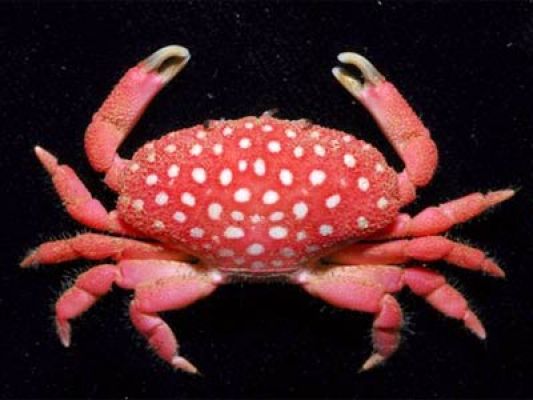 केकड़े की  नई प्रजाति