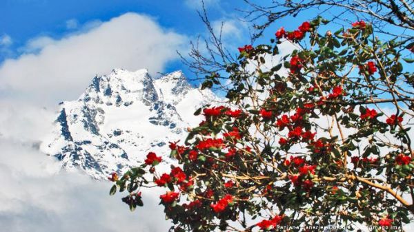 शोध में दावा: बुरांश की पंखुड़ियों में छिपी है कोरोना की दवा