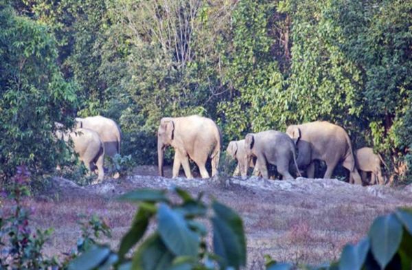 हाथियों के लिये प्रस्तावित रिजर्व इलाके में भी कोल नीलामी का प्रस्ताव !