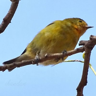 छत्तीसगढ़ में दिखा एक नए प्रजाति का पक्षी