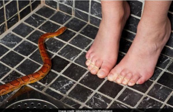 100 से भी ज्यादा सांपों ने शख्स को घेरा, फिर जो हुआ उसे सुन हर कोई डर जाएगा