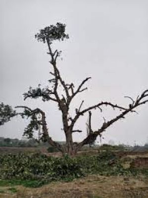 दिल्ली : लोग 120 साल पुराने बरगद को बचाने के लिए क्यों कर रहे 24 घंटे निगरानी?