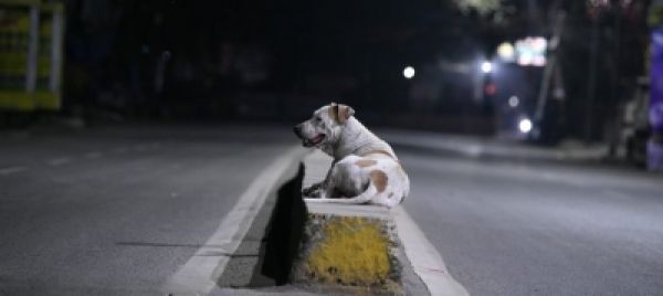 यूपी : आवारा कुत्तों ने महिला को बनाया निशाना, मौत