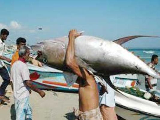 टूना मछली