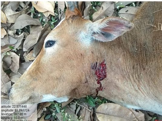 बेलगहना रेंज में तेंदुआ ने हमला कर गाय को मार डाला