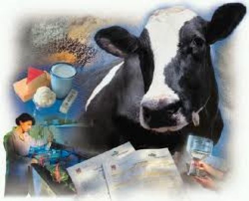 भारत में दुग्ध उत्पादन