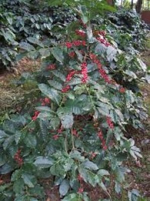 चंद्रगिरी