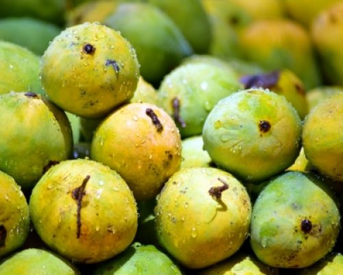 कड़ाके की सर्दी से होगी आम की फसल में देरी, घटेगी पैदावार