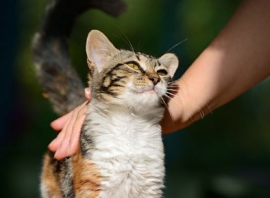 यूक्रेन से लौटी 'लॉकी', मगर एयरलाइंस ने केरल की यात्रा कराने से किया इनकार