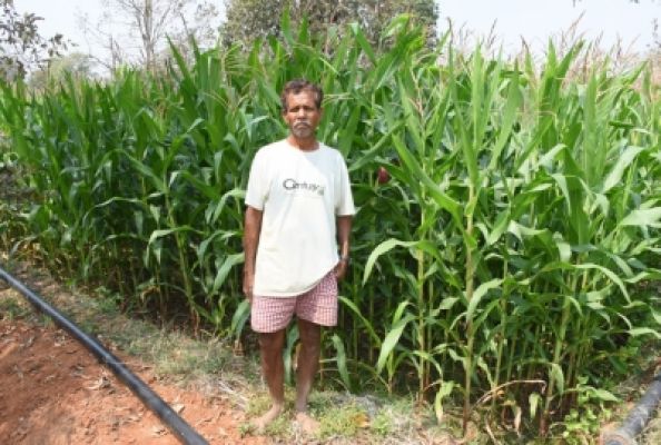 छत्तीसगढ़ में मक्के की खेती का रकबा 10 गुना हुआ