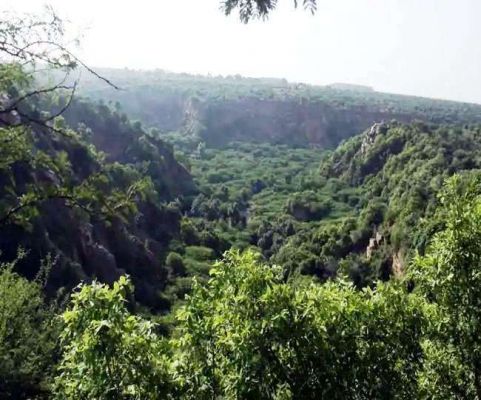 कागजों में बढ़ रहा जंगल, धरातल में घट रहा