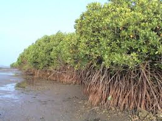 मैंग्रोव