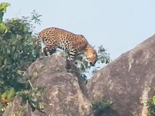 मादा तेंदुआ दो शावकों के साथ एक सप्ताह से घूम रही कांकेर की पहाड़ी में