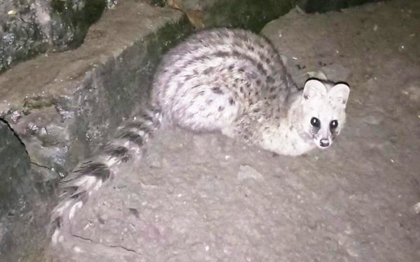  कुएं में गिरे दुर्लभ प्रजाति के कस्तूरी बिलाव को बाहर,