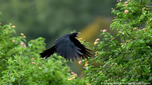 बढ़ती गर्मी के कारण इस तरह गायब हो जाएगी कोयल