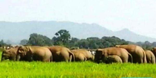 हाथियों को पाल कर रखे अफसरों को एटीआर में अचानक पहुंचे जंगली हाथियों का खौफ