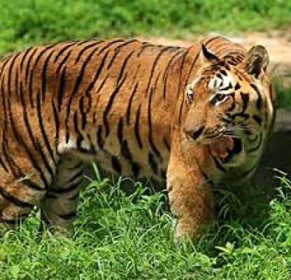 डम्पा टाइगर रिजर्व