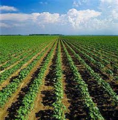 सरकार की रासायनिक उर्वरक के विकल्प के रूप में गंगा की शोधित गाद के उपयोग की योजना: अधिकारी