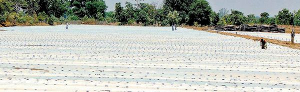 बर्फ नहीं, खेतों में बिछी है पॉलीथिन की चादर, कम पानी में इजराइल की तर्ज पर खेती