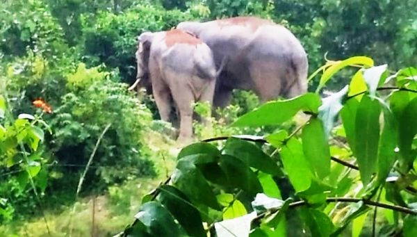 हाथी ने महुआ बीनने गई महिला को पटका- मौत, 5 दिन पहले भी बच्ची की गई थी जान