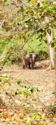 देखें VIDEO :   दल से अलग होकर घूम रहा बीमार हाथी