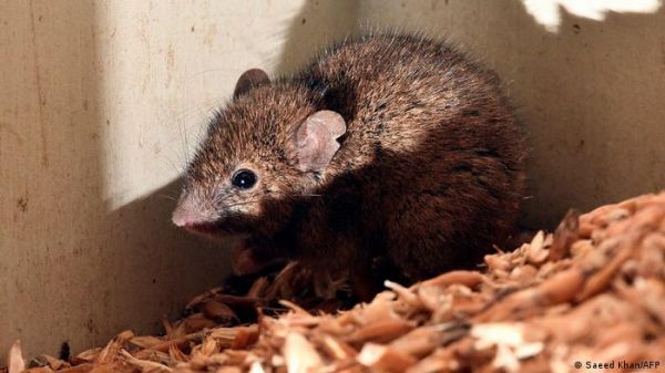 मर्दों के गर्भनिरोध की गोली चूहों में 99 फीसदी कामयाब