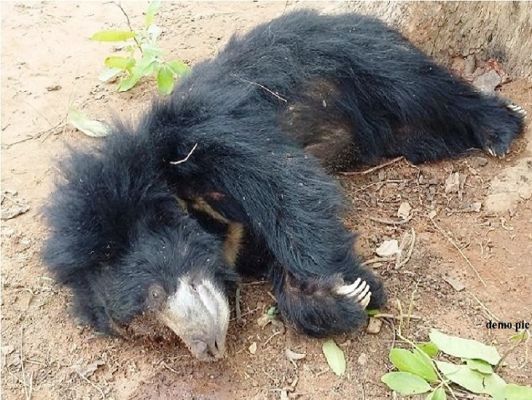 हैपेटाइटिस वायरस से बचाने में की जू के डॉक्टरों ने देर, मादा भालू कविता की भी मौत