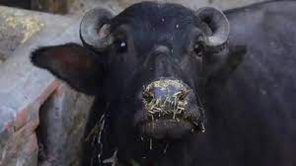 कुत्ते के काटने से भैंस की मौत पर ग्रामीणों में रेबीज का भय