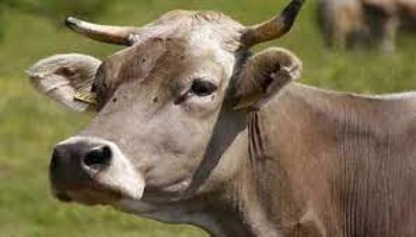 महाराष्ट्र: मुंबई में नाले में फंसी गाय, बाहर निकालने की कोशिश जारी