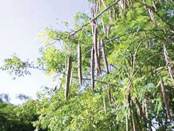 विलायती बबूल