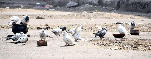 पानी का मोल इन बेजुबानों से सीखे