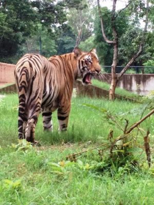 केज तोड़कर बाघ ने किया हमला, दम घुटने से बाघिन की मौत