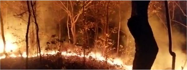 छत्तीसगढ़ के वनों में धधक रही आग और वन विभाग का मैदानी अमला हड़ताल पर