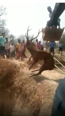 वन कर्मियों की हड़ताल के बीच गड्ढे में गिरे चीतल को ग्रामीणों ने निकाला, मौत