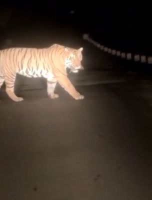 देखें VIDEO :  उदंती-सीतानदी टाइगर रिजर्व में वन विभाग के बाघ न होने का दावे के बीच दिखा